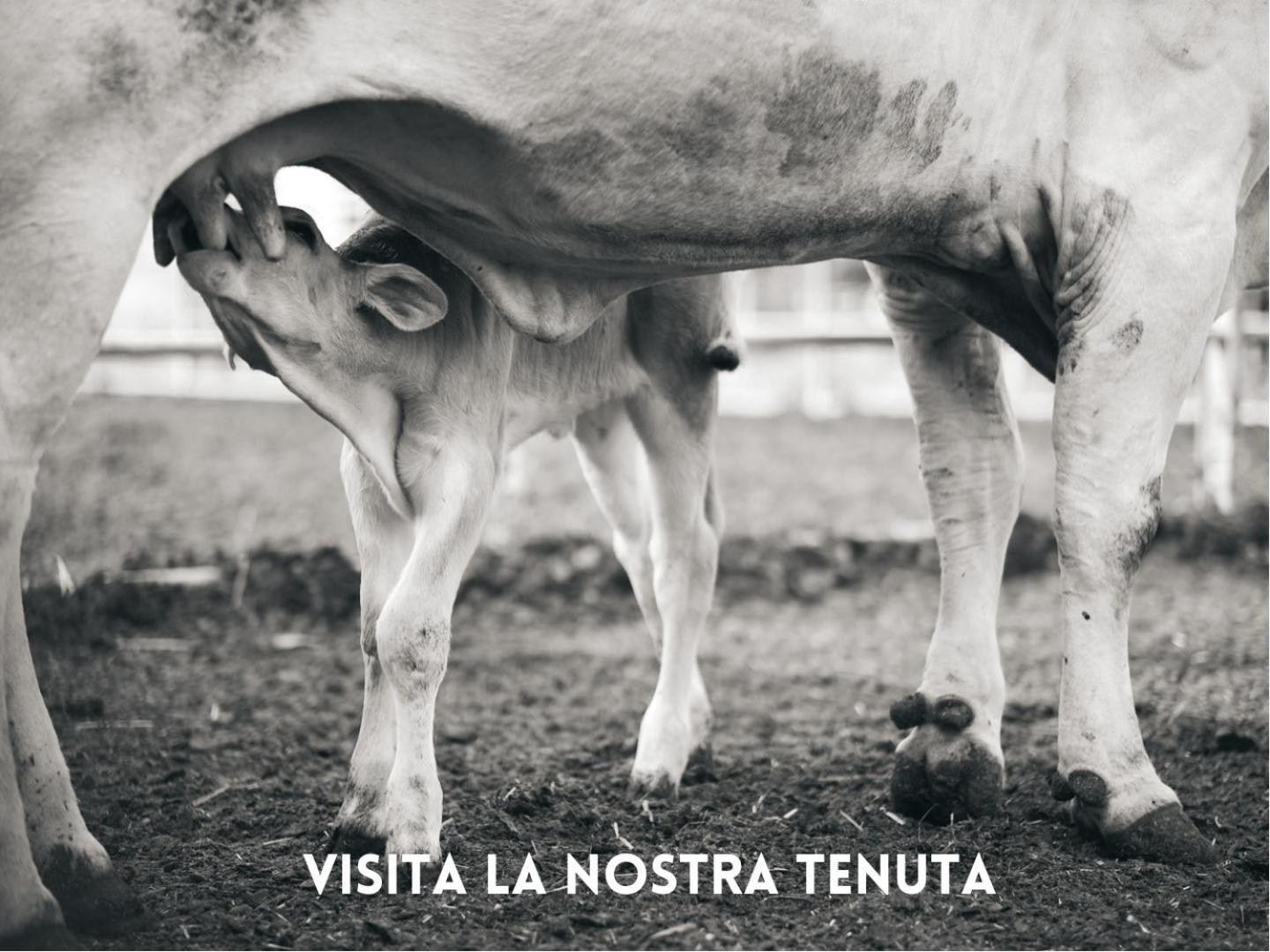 Villa La Salina ビッボーナ エクステリア 写真